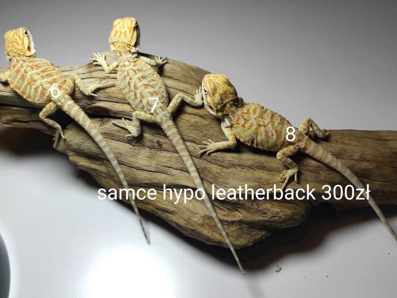 Agama brodata - samce - odmiana citrus hypo leatherback