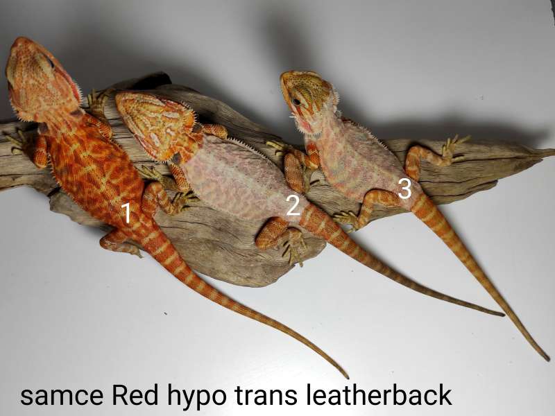 Agamy brodate - samce - odmiana red hypo trans leatherback