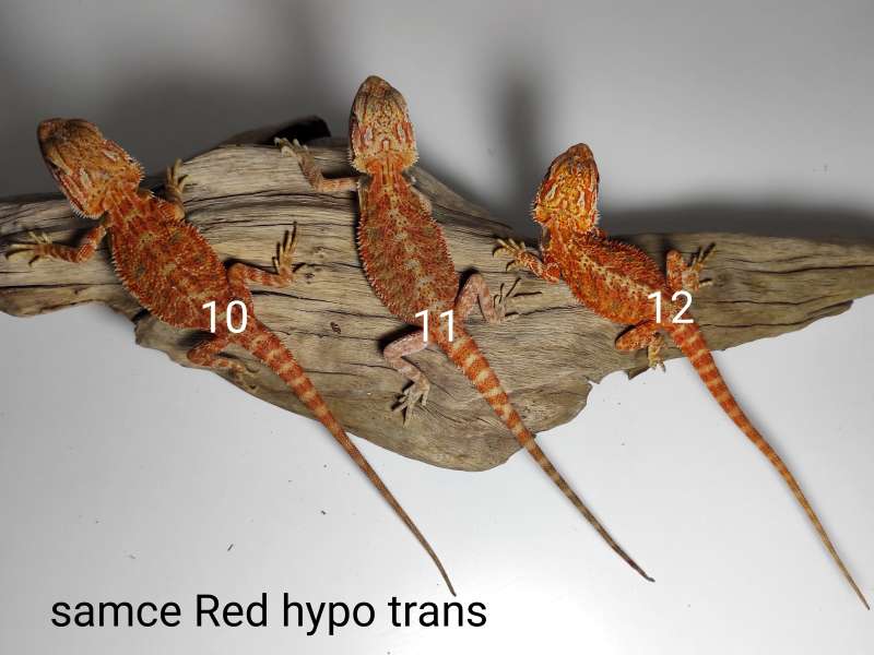 Agamy brodate - samce - odmiana red hypo trans