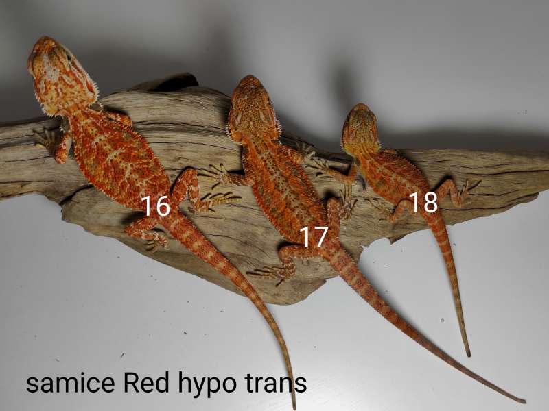 Agamy brodate - samice - odmiana red hypo trans