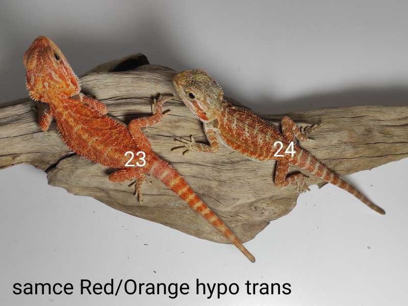 Agamy brodate - samce - odmiana red/orange hypo trans