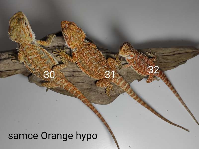 Agamy brodate - samce - odmiana orange hypo