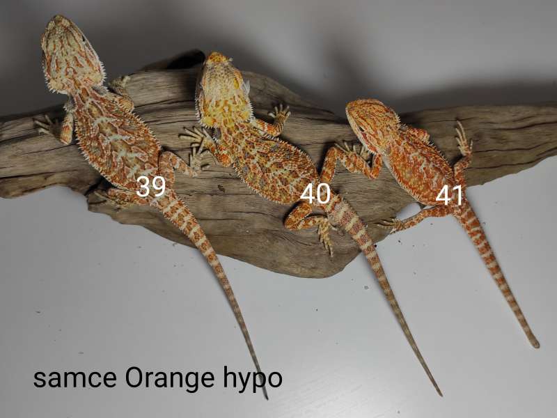 Agamy brodate - samce - odmiana orange hypo