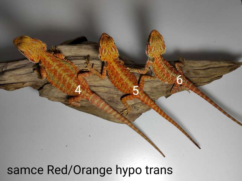 Agamy brodate - samce - odmiana red/orange hypo trans