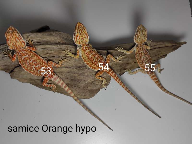Agamy brodate - samice - odmiana orange hypo