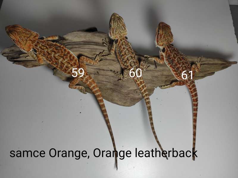 Agamy brodate - samce - odmiana orange