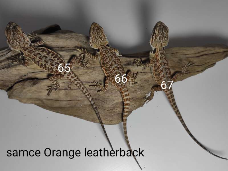Agamy brodate - samce - odmiana orange leatherback