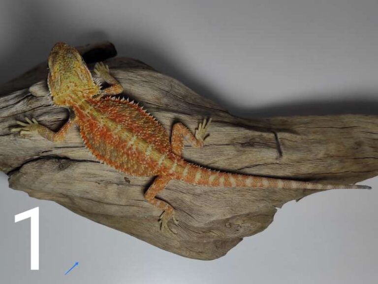 Agama brodata hodowla - dobra cena, szybka sprzedaż, różne kolory ...