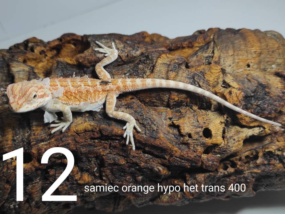 Agama brodata – samiec - odmiana orange hypo het trans