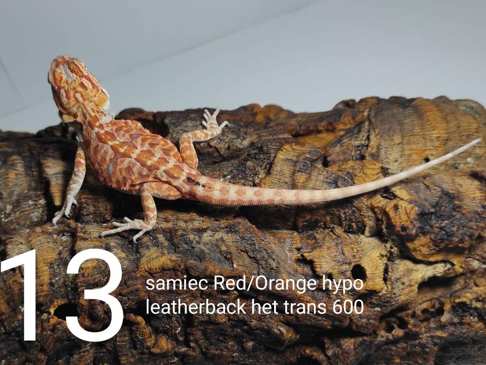 Agama brodata – samiec - odmiana red/orange hypo leatherback het trans