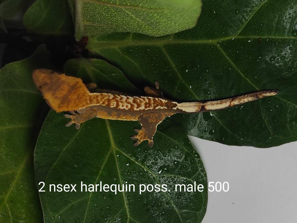 Gekon orzęsiony – nsex poss. male - odmiana harlequin