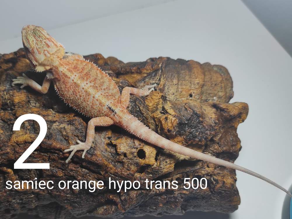Agama brodata – samiec - odmiana orange hypo trans