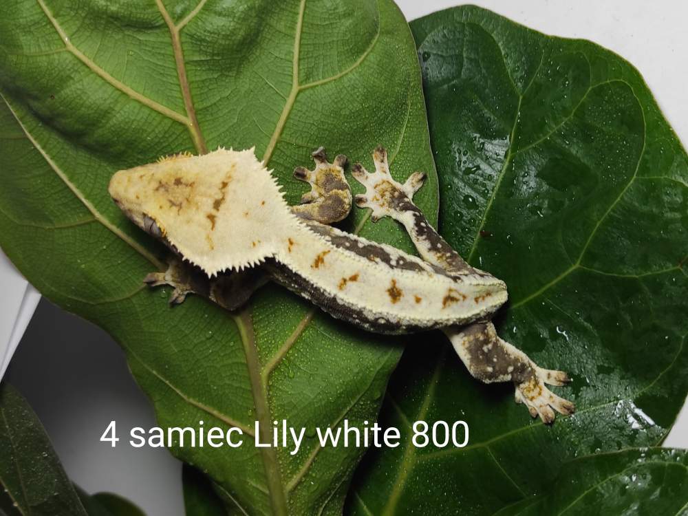 Gekon orzęsiony – samiec - odmiana lilly white