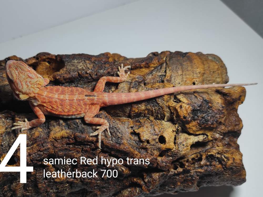 Agama brodata – samiec - odmiana red hypo trans leatherback