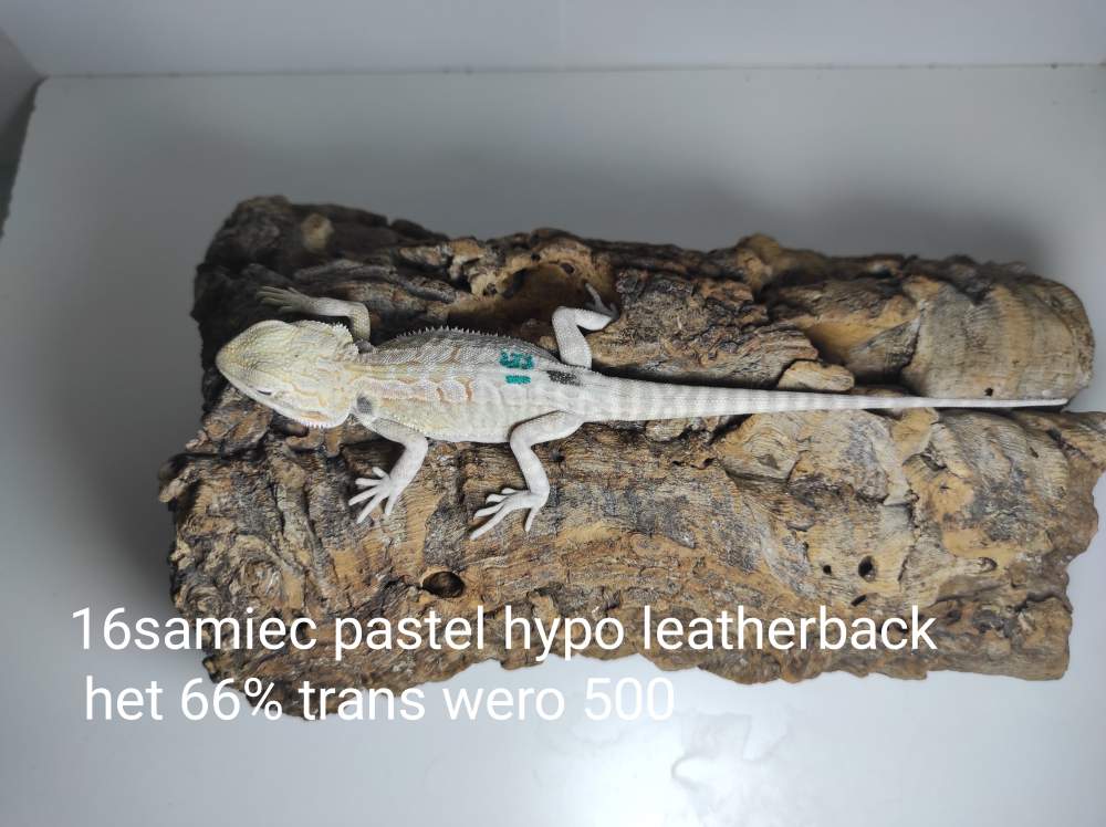Agama brodata – samiec – odmiana pastel hypo leatherback het 66% trans wero