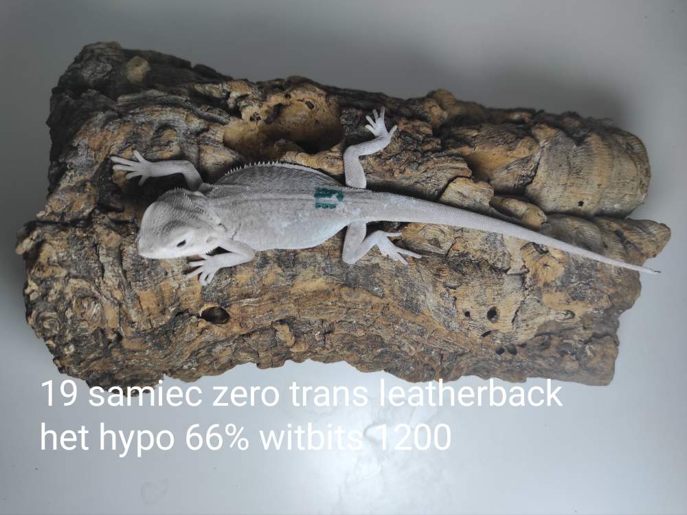 Agama brodata – samiec – odmiana zero trans leatherback het hypo 66% witblits