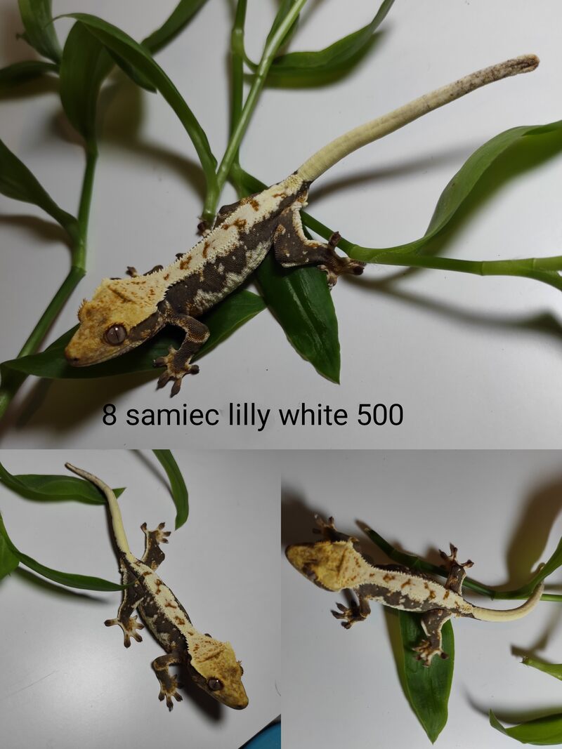 Gekon orzęsiony – samiec – odmiana lilly white