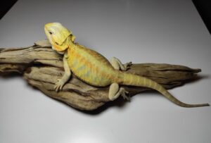 Agama brodata - cena, hodowla, sprzedaż, różne kolory | Gady z brodą