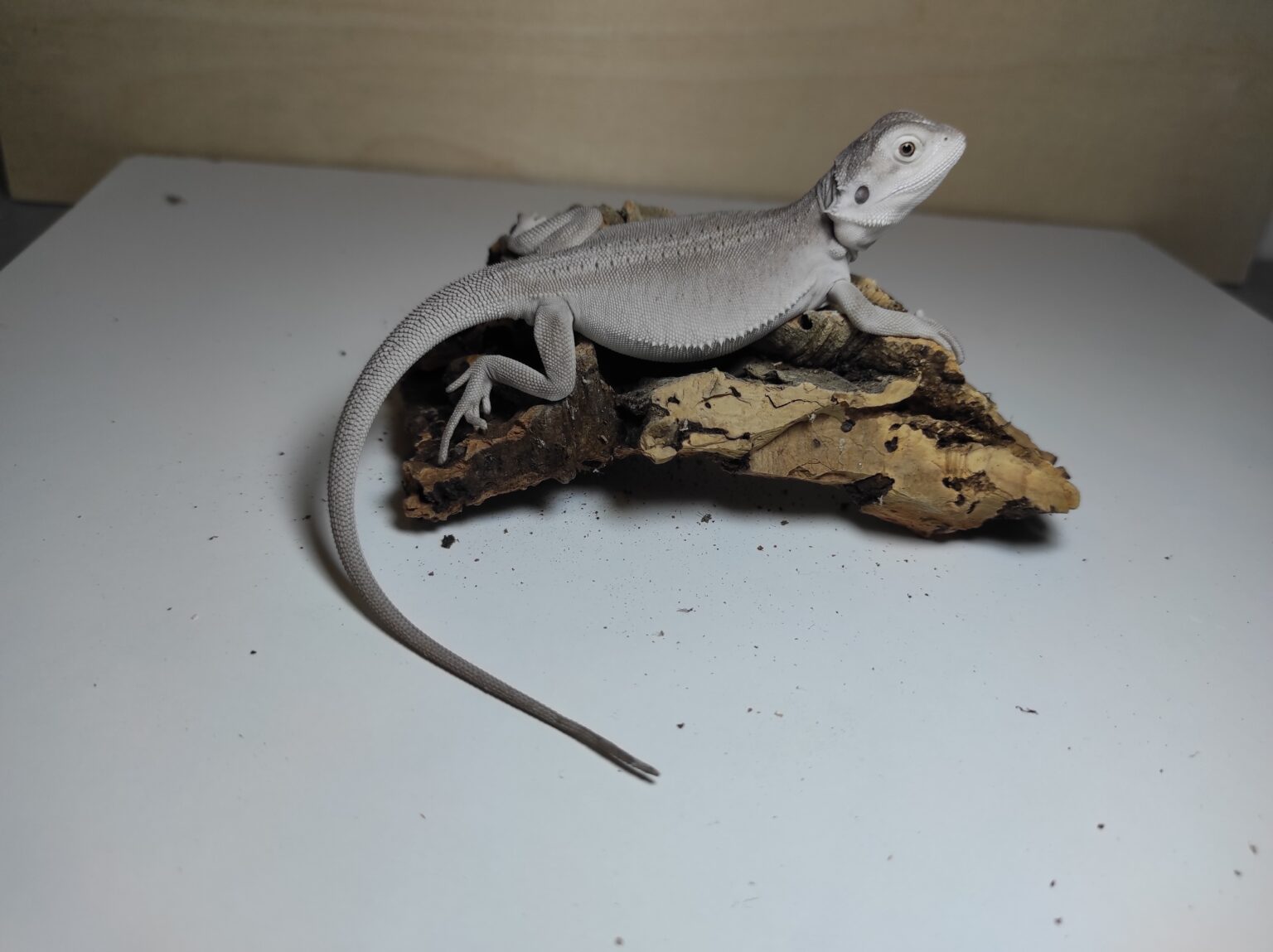 Agama brodata - cena, hodowla, sprzedaż, różne kolory | Gady z brodą