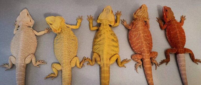 Agama brodata - cena, hodowla, sprzedaż, różne kolory | Gady z brodą