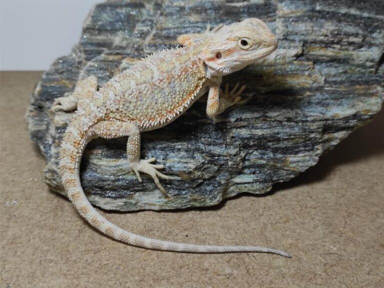 Agama brodata - cena, hodowla, sprzedaż, różne kolory | Gady z brodą