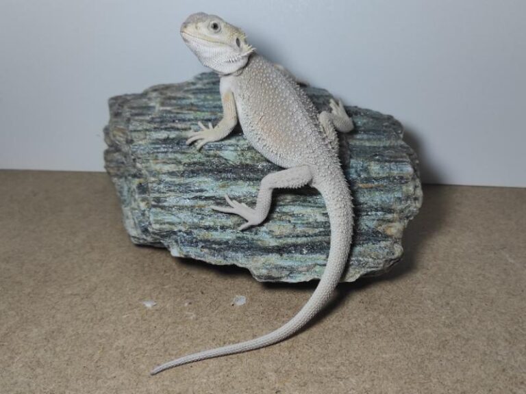 Agama brodata - cena, hodowla, sprzedaż, różne kolory | Gady z brodą