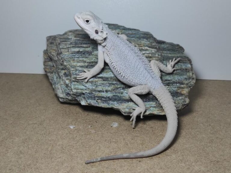 Agama brodata - cena, hodowla, sprzedaż, różne kolory | Gady z brodą